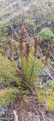 Pedicularis rubens