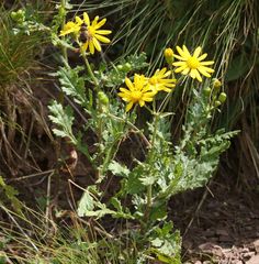 Senecio squalidus rupestris
