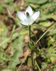 Lomatogonium carinthiacum