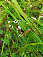 Galium rivale