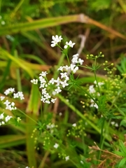 Galium rivale
