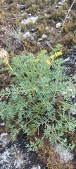 Phlojodicarpus sibiricus
