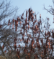 Albizia brevifolia