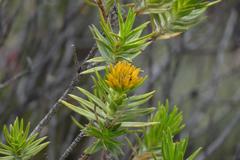 Pteronia fasciculata