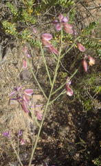 Polygala microlopha microlopha