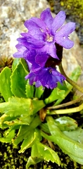 Primula glutinosa