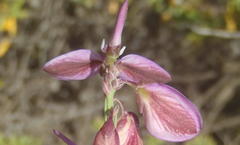 Polygala microlopha microlopha