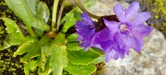 Primula glutinosa
