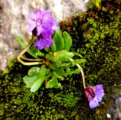 Primula glutinosa