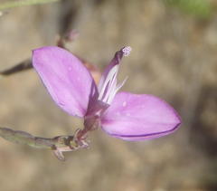 Polygala microlopha microlopha