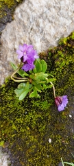 Primula glutinosa
