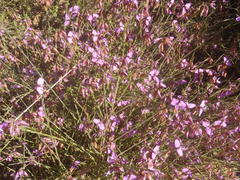 Polygala microlopha microlopha