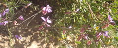 Polygala microlopha microlopha