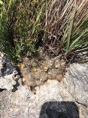 Mammillaria prolifera