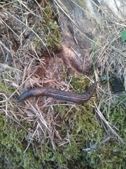 Limax maximus