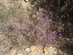 Polygala microlopha microlopha