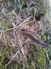 Limax maximus