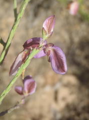 Polygala microlopha microlopha