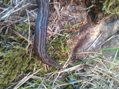 Limax maximus