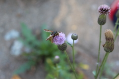 Spilomyia diophthalma