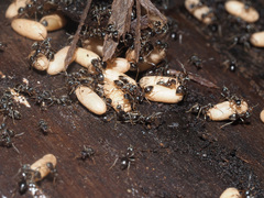 Lasius platythorax