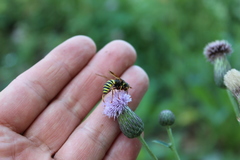 Spilomyia diophthalma