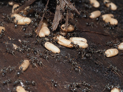 Lasius platythorax