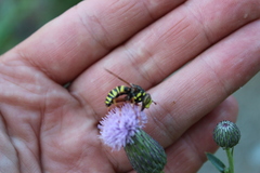 Spilomyia diophthalma