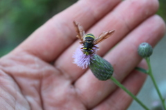 Spilomyia diophthalma