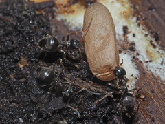Lasius platythorax