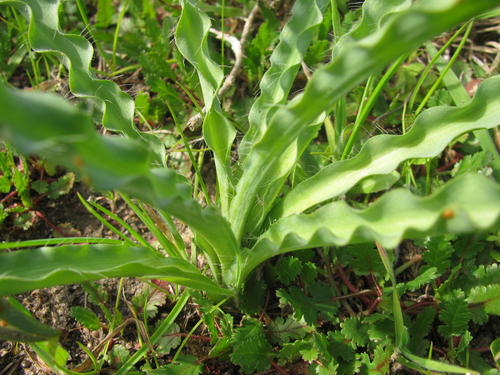 Drimia elata