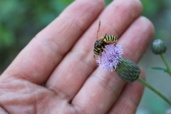Spilomyia diophthalma