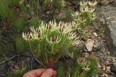 Leucadendron comosum comosum