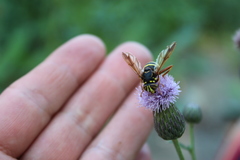 Spilomyia diophthalma