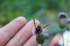 Spilomyia diophthalma