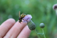 Spilomyia diophthalma