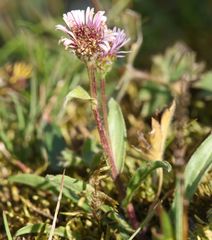 Erigeron glabratus
