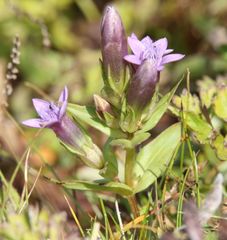 Gentianella anisodonta