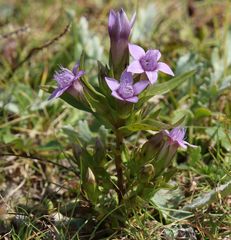 Gentianella anisodonta