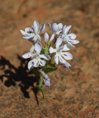 Lapeirousia pyramidalis pyramidalis