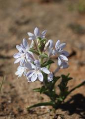 Lapeirousia pyramidalis pyramidalis