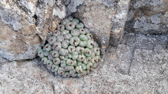 Conophytum truncatum