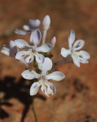 Lapeirousia pyramidalis pyramidalis