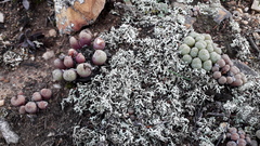 Conophytum truncatum