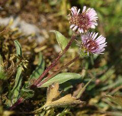 Erigeron glabratus