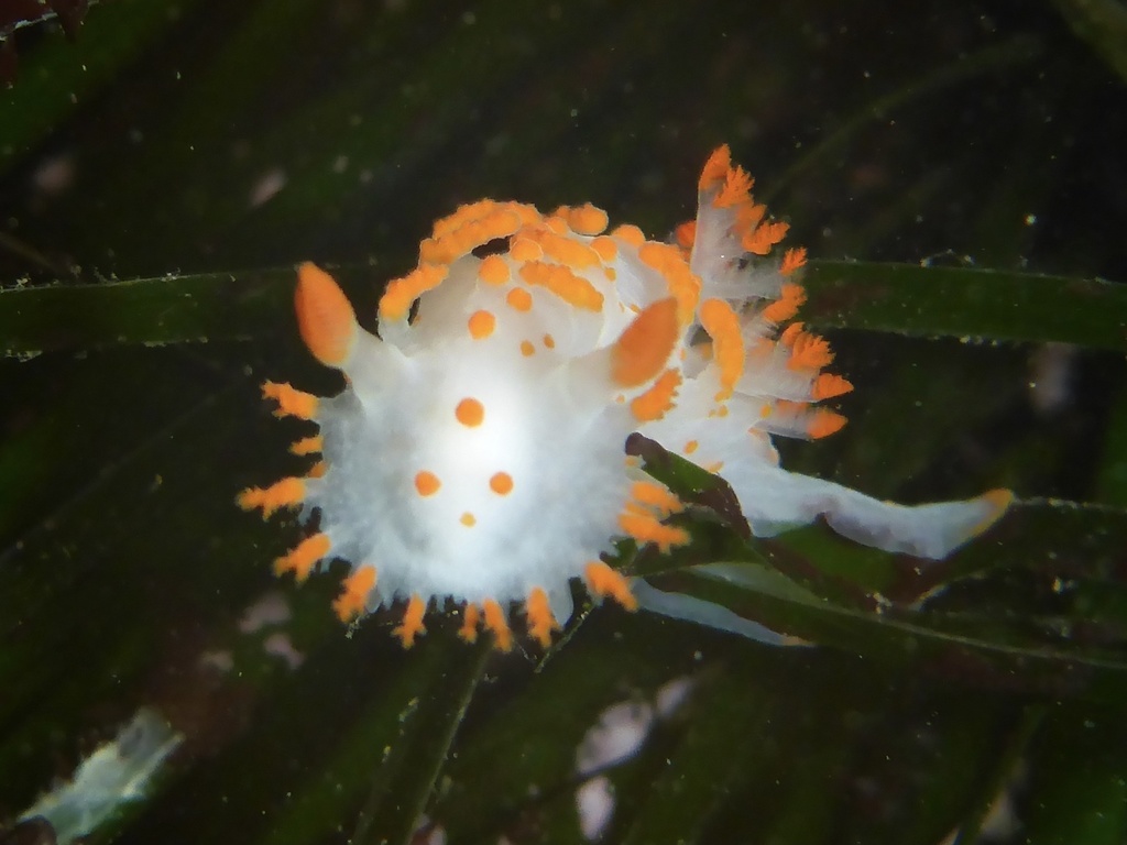 sea-clown triopha