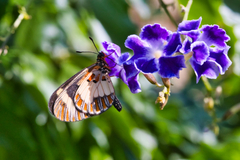 Acraea cabira