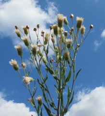 Erigeron acris podolicus