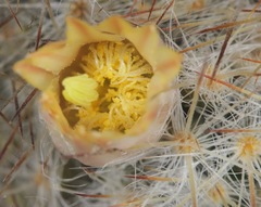 Mammillaria prolifera