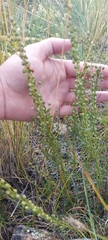 Artemisia monostachya